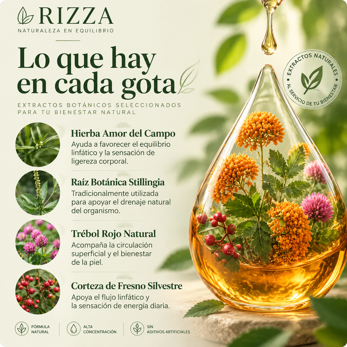 Gotas de Drenaje Linfático Natural — Fórmula de 4 Plantas